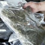 Thai cops &#8216;bud&#8217; out Taiwanese cannabis smugglers in Bangkok bust | Thaiger