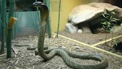 King cobra makes a hiss-terious house call in Chon Buri