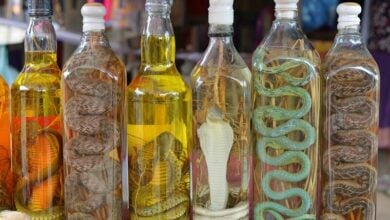 Man drinks fake snake wine for health, risks kidney failure