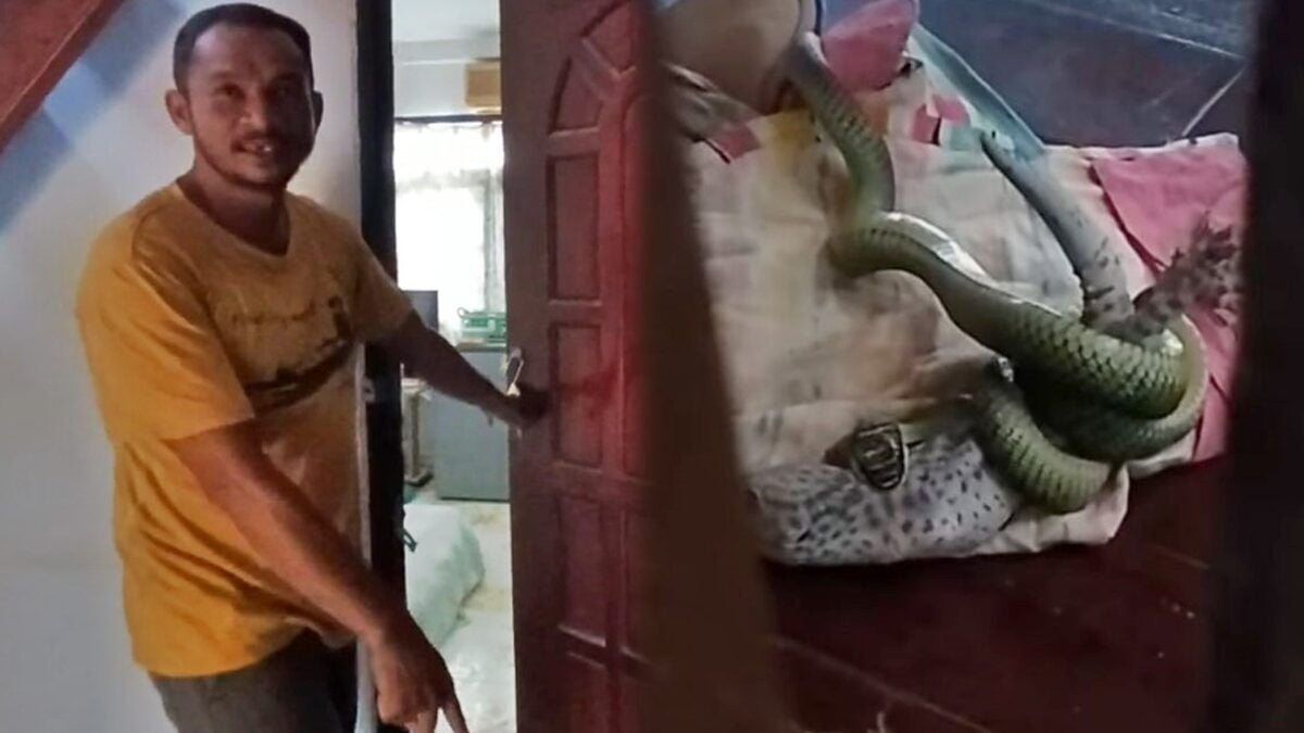 Snake vs. gecko battle: ‘Room’ for drama outside the bedroom