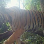 Thailand emerges as Southeast Asia’s leader in tiger conservation | Thaiger