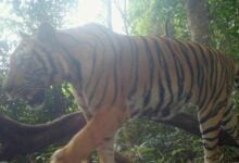Thailand emerges as Southeast Asia’s leader in tiger conservation