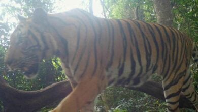 Thailand emerges as Southeast Asia’s leader in tiger conservation