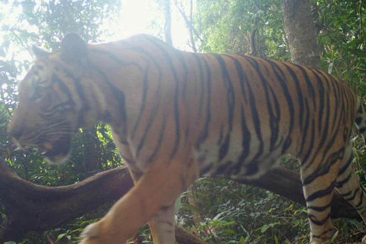 Thailand emerges as Southeast Asia’s leader in tiger conservation