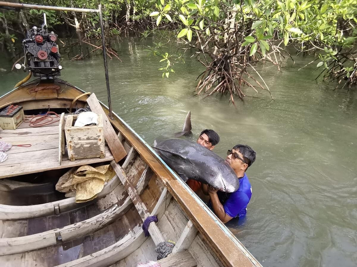 Pygmy killer whales rescued in Phuket mangrove forest (video)