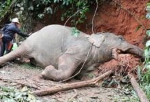 Wild elephant found dead from electrocution in Ranong sanctuary