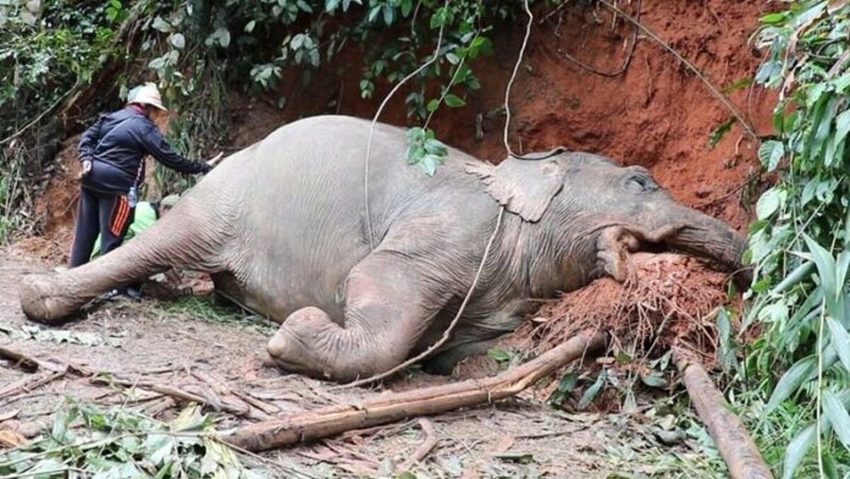 Wild elephant found dead from electrocution in Ranong sanctuary