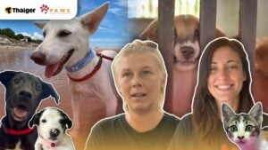 Rescue P.A.W.S Thailand needs your help for their next chapter