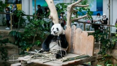 Panda mania hits Hong Kong: Two to arrive from China