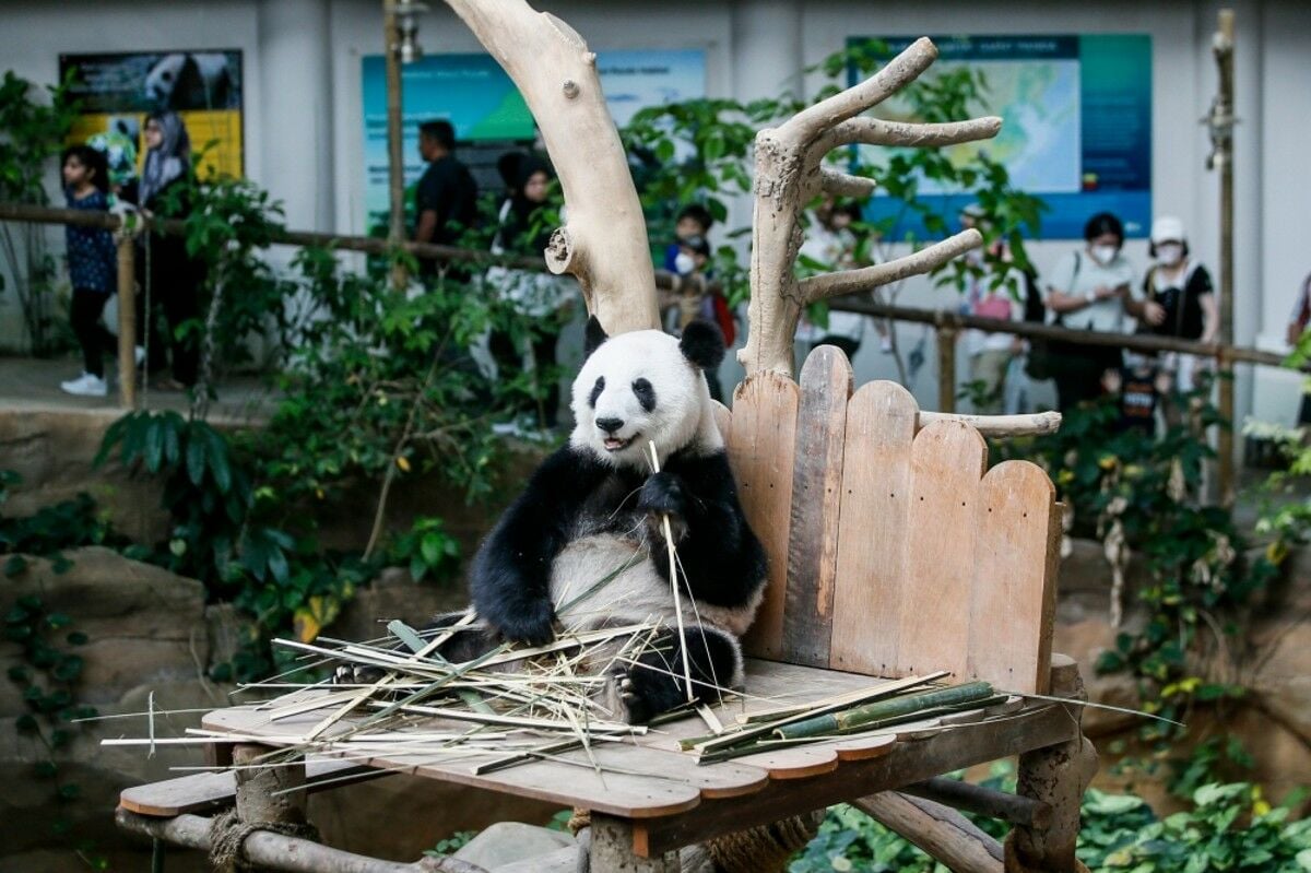 Panda mania hits Hong Kong: Two to arrive from China