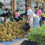 Sukhothai launches durian festival with Monthong at just 1 baht | Thaiger