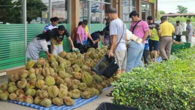 Sukhothai launches durian festival with Monthong at just 1 baht