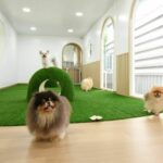 Treat your pets to a staycation at Pawsome Space | Thaiger