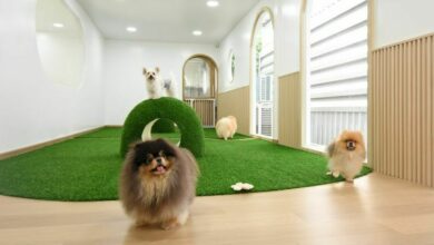 Treat your pets to a staycation at Pawsome Space | Thaiger