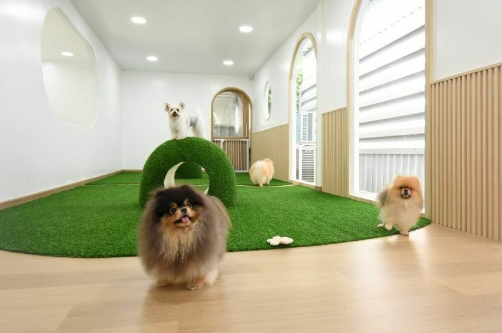 Treat your pets to a staycation at Pawsome Space