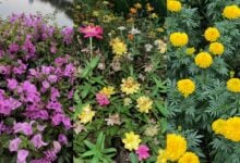 Thailand’s flower power: a splash of life and tradition | Thaiger