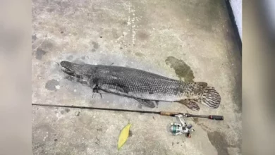 Teenagers kill cherished Amazonian snakehead fish in Chanthaburi