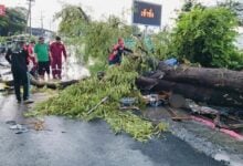 Tree falls on roti shop during thunderstorm, killing 9 year old boy 