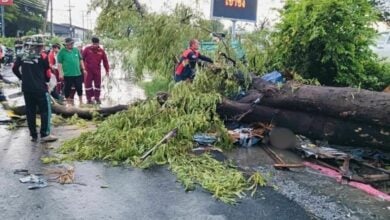 Tree falls on roti shop during thunderstorm, killing 9 year old boy 