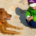 Doggone heroine: Sierra the rescue dog leaves Thailand in mourning | Thaiger