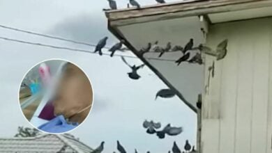 Beak consequences: Neighbour’s pigeon feast to blame for Thai man’s lung issues