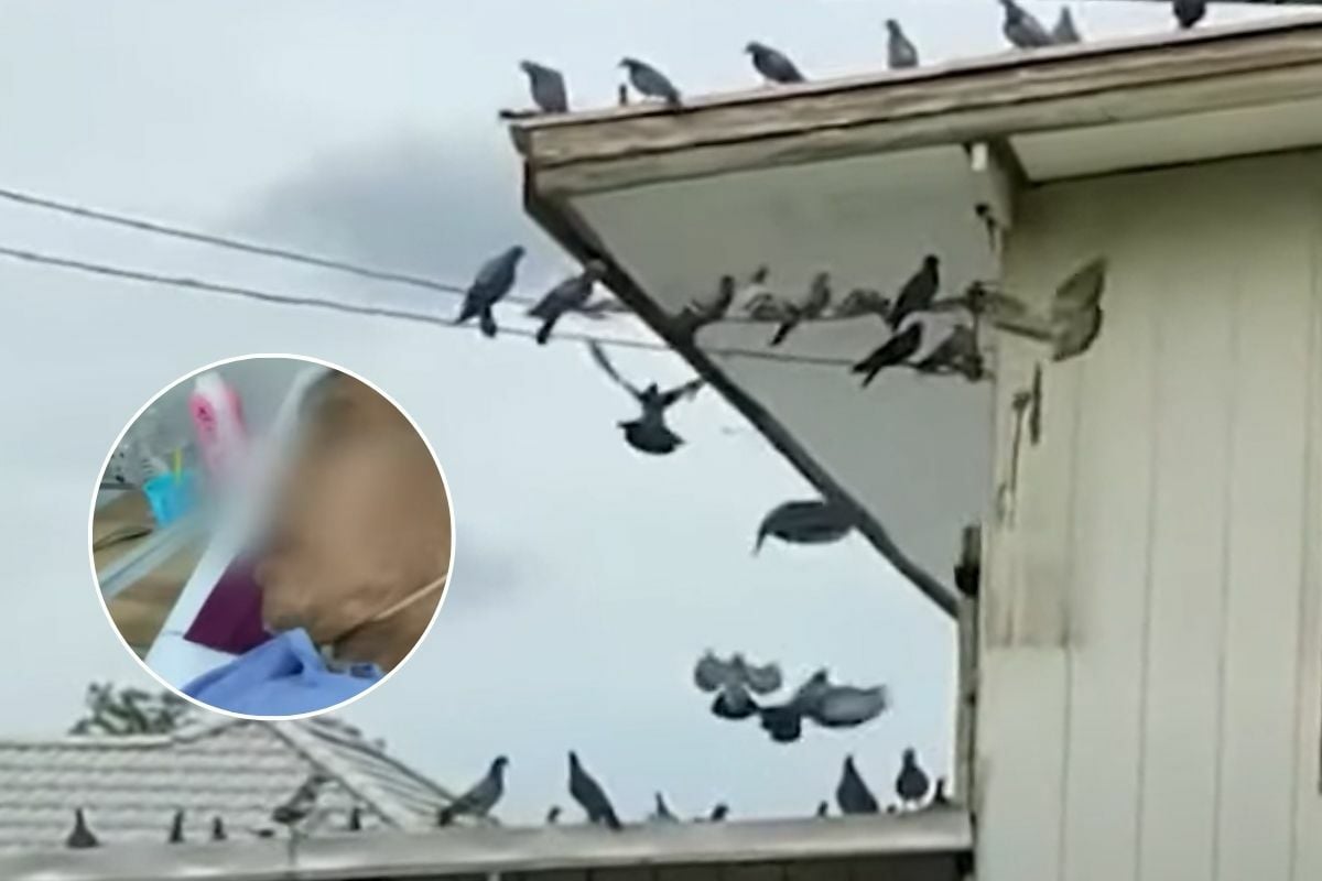 Beak consequences: Neighbour’s pigeon feast to blame for Thai man’s lung issues