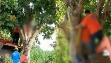 Tree-mendous: Neighbour saves man stuck up tree for 10 hours