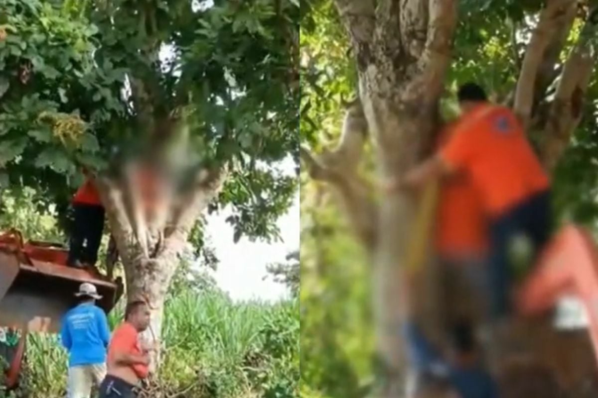 Tree-mendous: Neighbour saves man stuck up tree for 10 hours