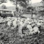 Crocodile tears: Thai farmer takes action to keep community safe | Thaiger