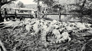 Crocodile tears: Thai farmer takes action to keep community safe