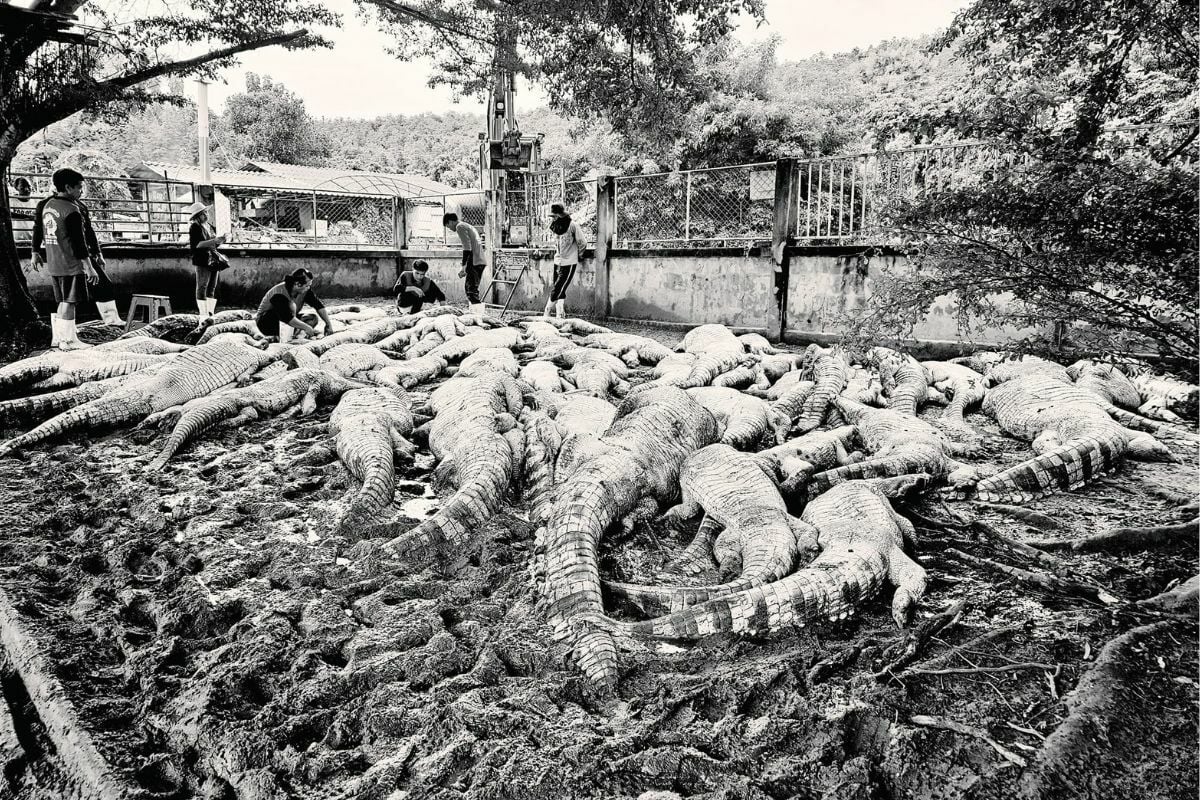 Crocodile tears: Thai farmer takes action to keep community safe