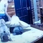 2 American bully dogs fatally attack 18 year old Thai owner (video) | Thaiger