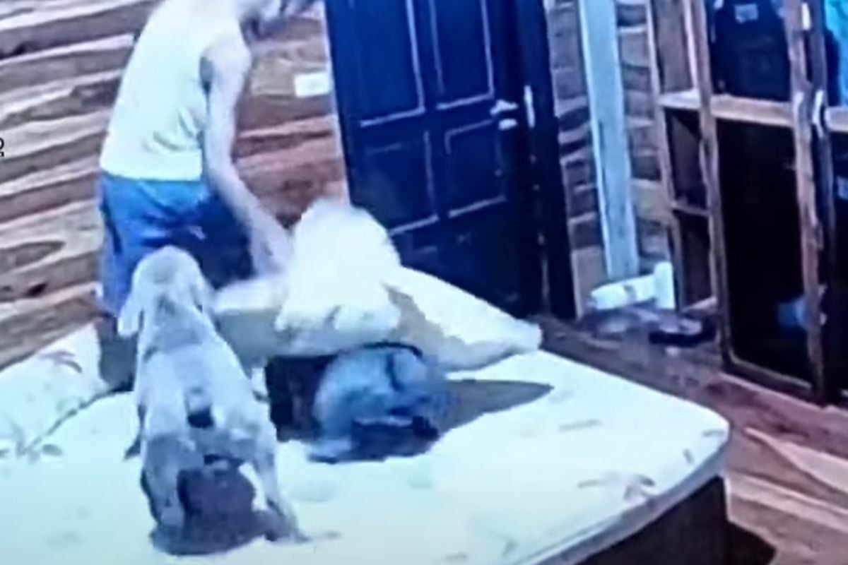 2 American bully dogs fatally attack 18 year old Thai owner (video)