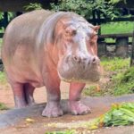 Thailand’s oldest hippo Mae Mali to celebrate 59th birthday | Thaiger