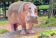 Thailand’s oldest hippo Mae Mali to celebrate 59th birthday