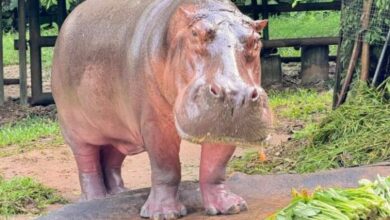 Thailand’s oldest hippo Mae Mali to celebrate 59th birthday