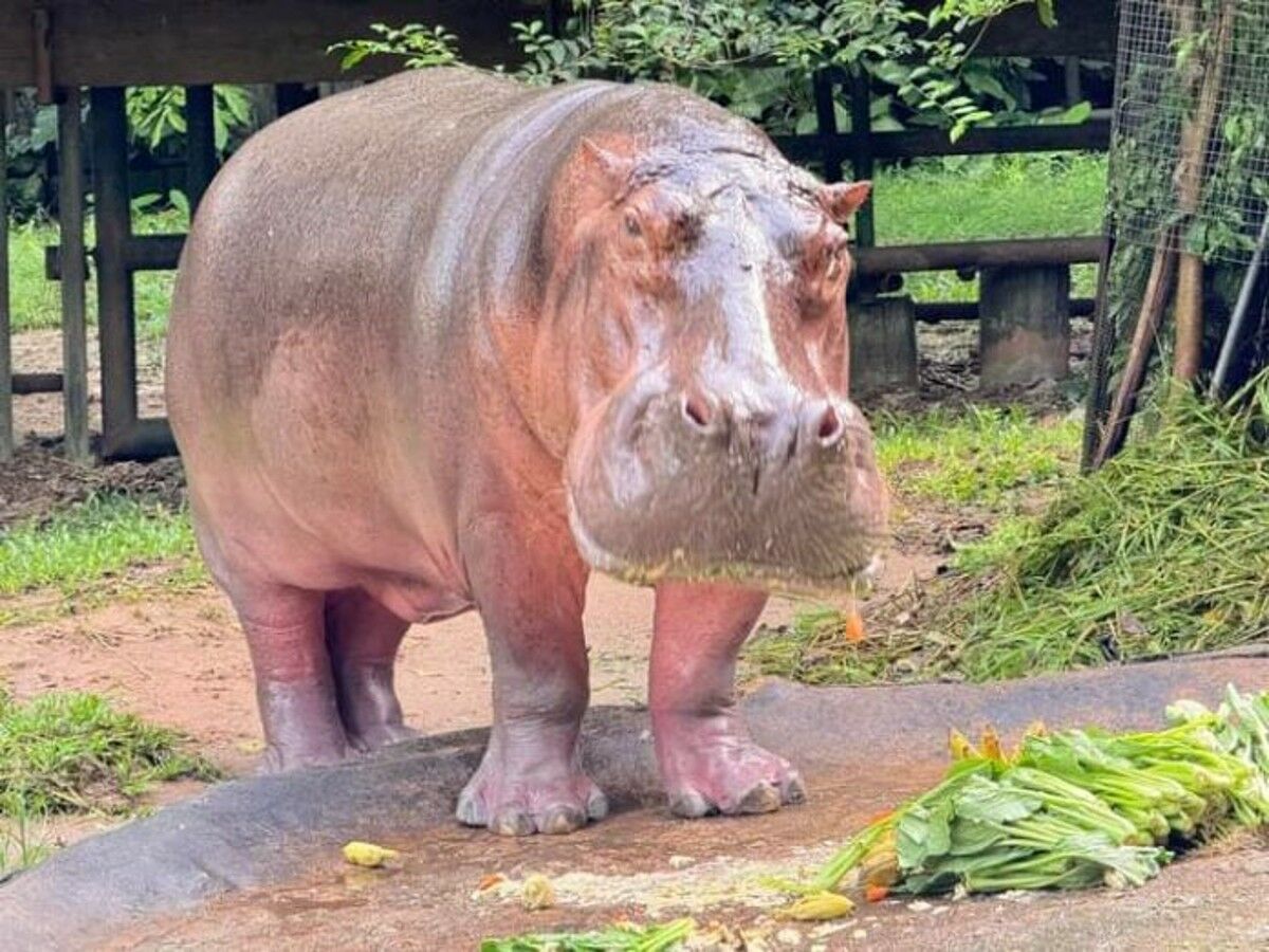 Thailand’s oldest hippo Mae Mali to celebrate 59th birthday