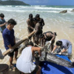 Washed up: Risso&#8217;s dolphin meets tragic end on Kata Noi Beach | Thaiger