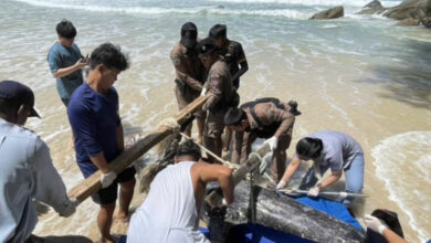 Washed up: Risso’s dolphin meets tragic end on Kata Noi Beach