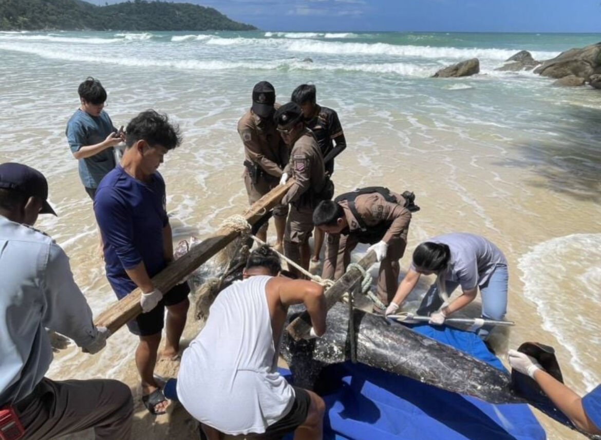 Washed up: Risso’s dolphin meets tragic end on Kata Noi Beach