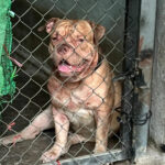 Barking up the wrong tree: Fatal dog attacks shock Thailand, spark legal review | Thaiger