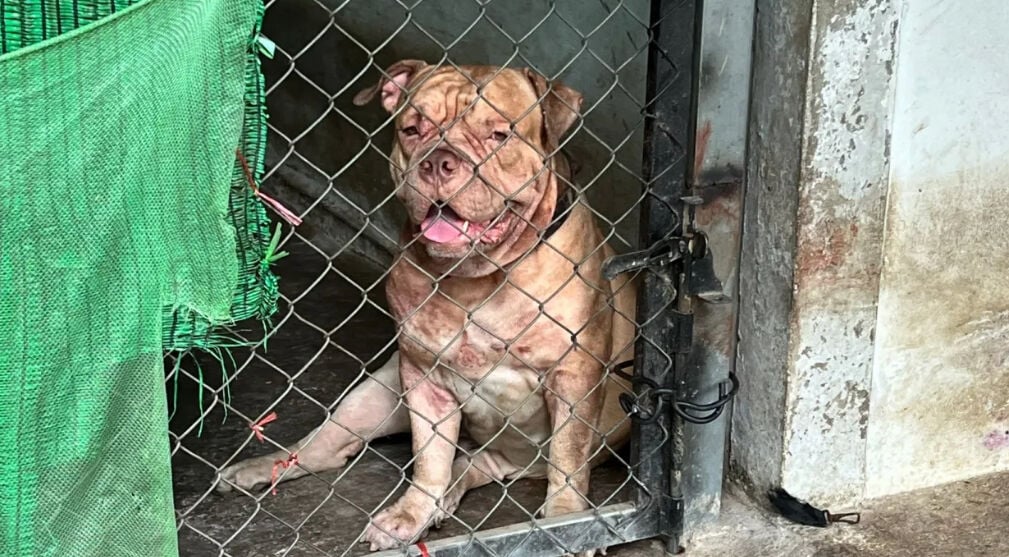 Barking up the wrong tree: Fatal dog attacks shock Thailand, spark legal review