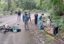 Elderly man killed by elephant in Kanchanaburi