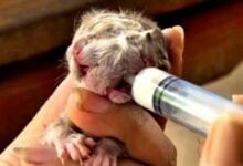 Two-faced kitten in Phetchabun sparks lottery frenzy