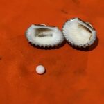 Couple in Nonthaburi finds rare Melo pearl worth 500,000 baht | Thaiger