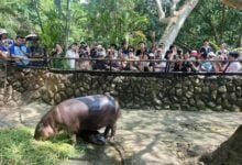 Peta accuses Thai zoo of exploiting baby pygmy hippo Moo Deng