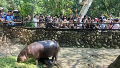 Peta accuses Thai zoo of exploiting baby pygmy hippo Moo Deng