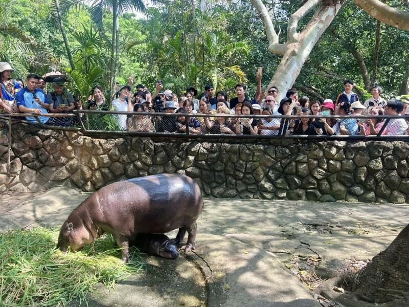 Peta accuses Thai zoo of exploiting baby pygmy hippo Moo Deng