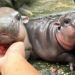 Khao Kheow Zoo earns 12 million baht from Moo Deng&#8217;s live stream fame | Thaiger