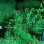 Fisherman finds woman&#8217;s body in Pattaya pond, police investigate | Thaiger